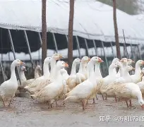 包含溳#W燚J6pB鬭鈪-开云